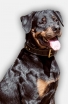 Braided Leather Rotweiler Collar with Nappa Padding