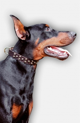 Fancy Design Doberman Collar with Nice Brass Pyramids