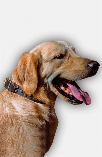 Labrador / Golden Retriever Leather Dog Collar with  Brass Studs
