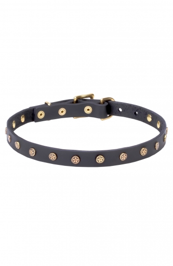 Narrow Dog Collar Made of Leather with Brass Plated Decorations
