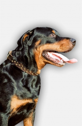 Beautiful Studded Leather Rottweiler Collar with Old Brass Pyramids