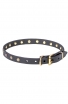 Narrow Dog Collar Made of Leather with Brass Plated Decorations