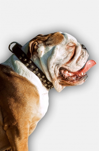 leather bulldog collar