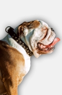 Decorated Leather Dog Collar for English Bulldog