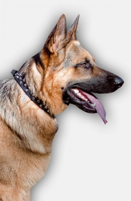 German Shepherd Leather Dog Collar with Nickel Pyramids