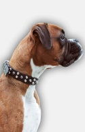 Boxer Leather Dog Collar with 3 Rows of Nickel Pyramids