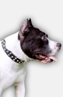 Amstaff Collar with 3 Rows of Nickel Pyramids