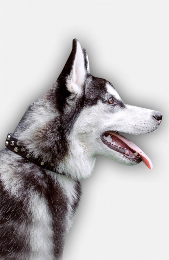 Husky clearance dog collars