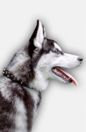 Siberian Husky Collar with 3 Rows of Nickel Pyramids