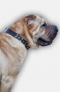 Shar Pei Leather Dog Collar with Nickel Pyramids