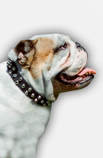 English Bulldog Leather Dog Collar with Nickel Pyramids