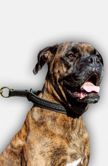 Boxer 2 Ply Leather Choke Dog Collar with Braids