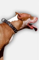 Pitbull Leather Dog Collar with Nickel Pyramids