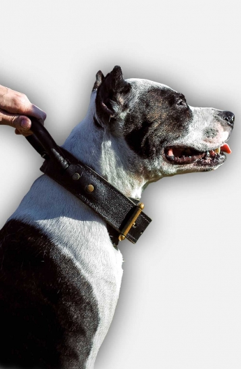 dígito Consulado odio Get Agitation Training Pitbull Collar with Handle | Leather Dog Collar