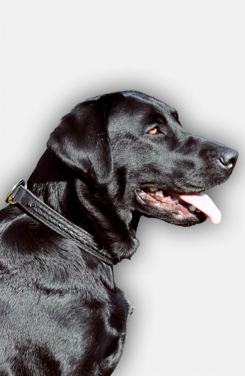 choke chain for labrador