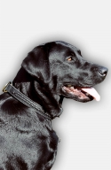 Labrador 2 Ply Leather Choke Dog Collar with Braids
