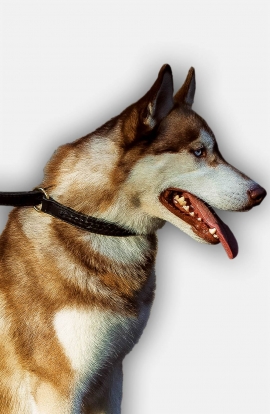 Siberian Husky 2 Ply Leather Choke Dog Collar with Braids