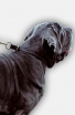 Mastiff 2 Ply Leather Choke Dog Collar with Braids
