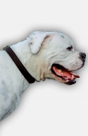 American Bulldog 2 Ply Leather Choke Dog Collar with Braids