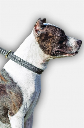 Pitbull 2 Ply Leather Choke Dog Collar with Braids