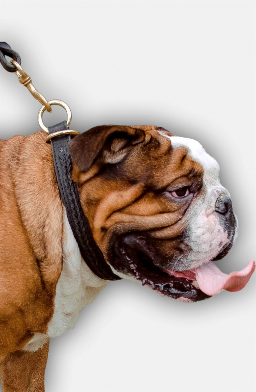 Buy 2 ply Leather Choke Collar for English Bulldog Dog