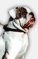 American Bulldog Collar with Braids and Fur Protecting Plate