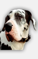 Great Dane Collar with Braids and Fur Protecting Plate