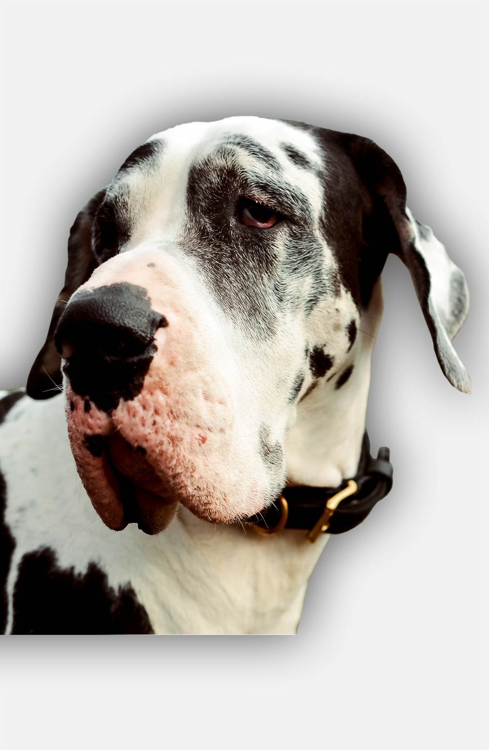 great dane leather collar