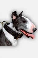 2 ply Leather English Bull Terrier Collar with Braids