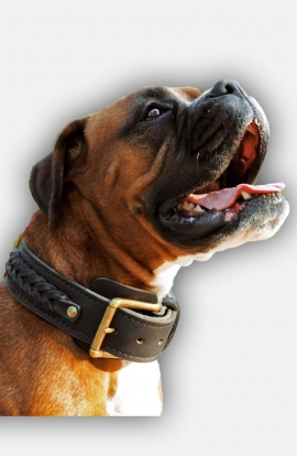 2 ply Leather Boxer Collar with Braids