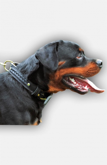 Leather Rottweiler Collar with Fur Protection Plate