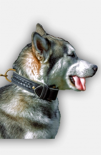 Leather Siberian Husky Collar with Fur Protection Plate