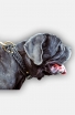 Leather Mastiff Collar with Fur Protection Plate