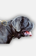 2 ply Leather Mastiff Collar with Fur Protection Plate.