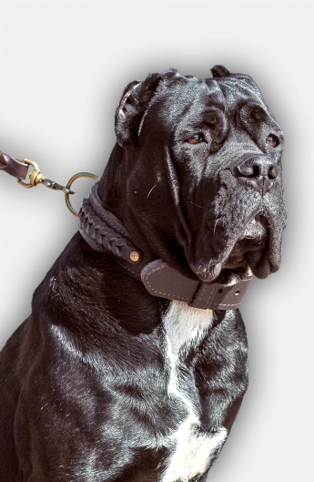 Leather Cane Corso Collar with Fur Protection Plate