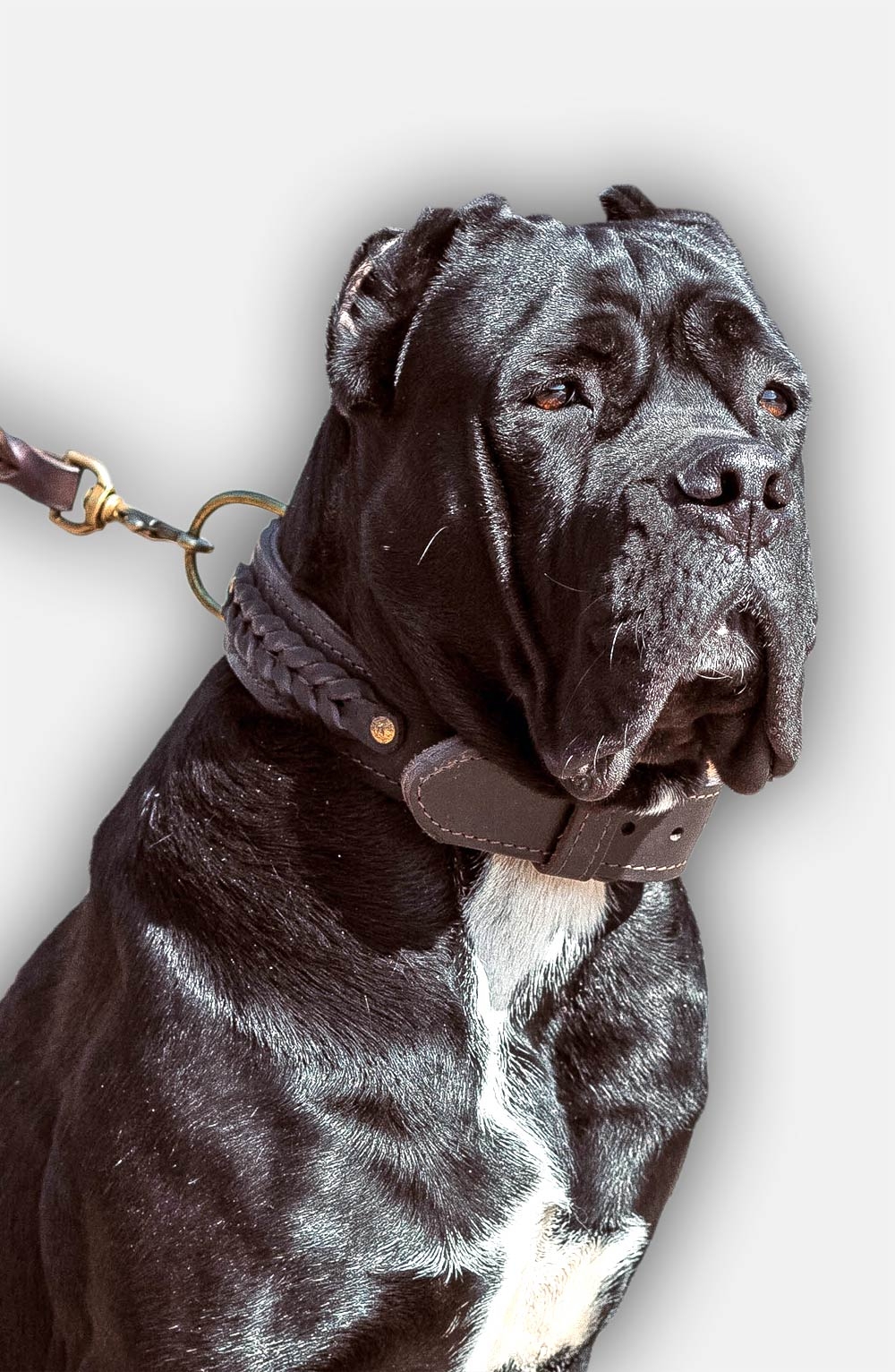 Cane corso leather dog collar store