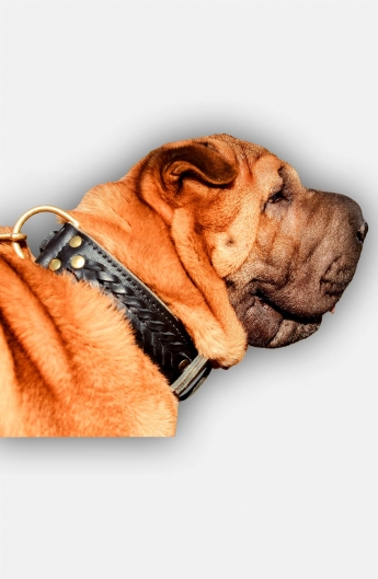 Leather Shar Pei Collar with Fur Protection Plate