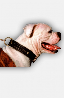 Leather American Bulldog Collar with Fur Protection Plate