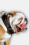 Braided Leather English Bulldog Collar with Fur Protection Plate.