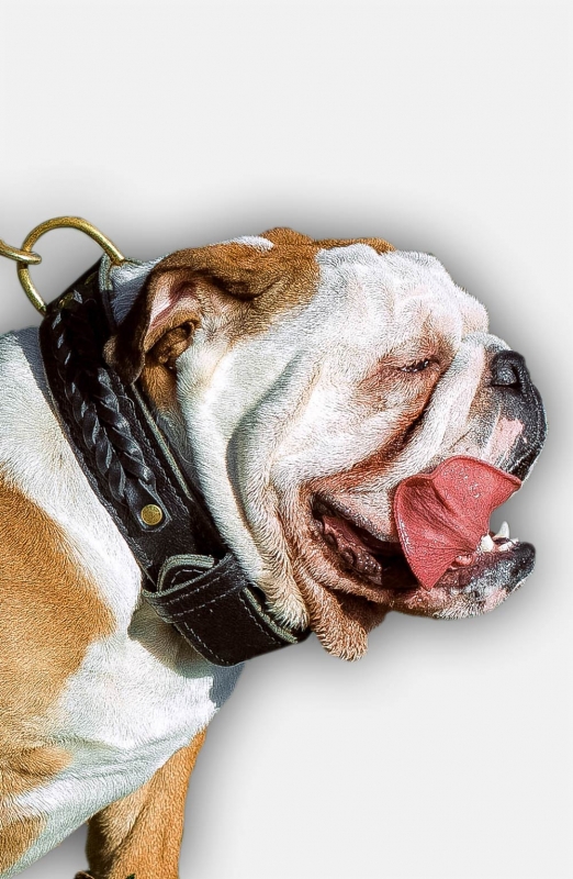 Buy Braided Leather English Bulldog Collar with Fur Protection Plate