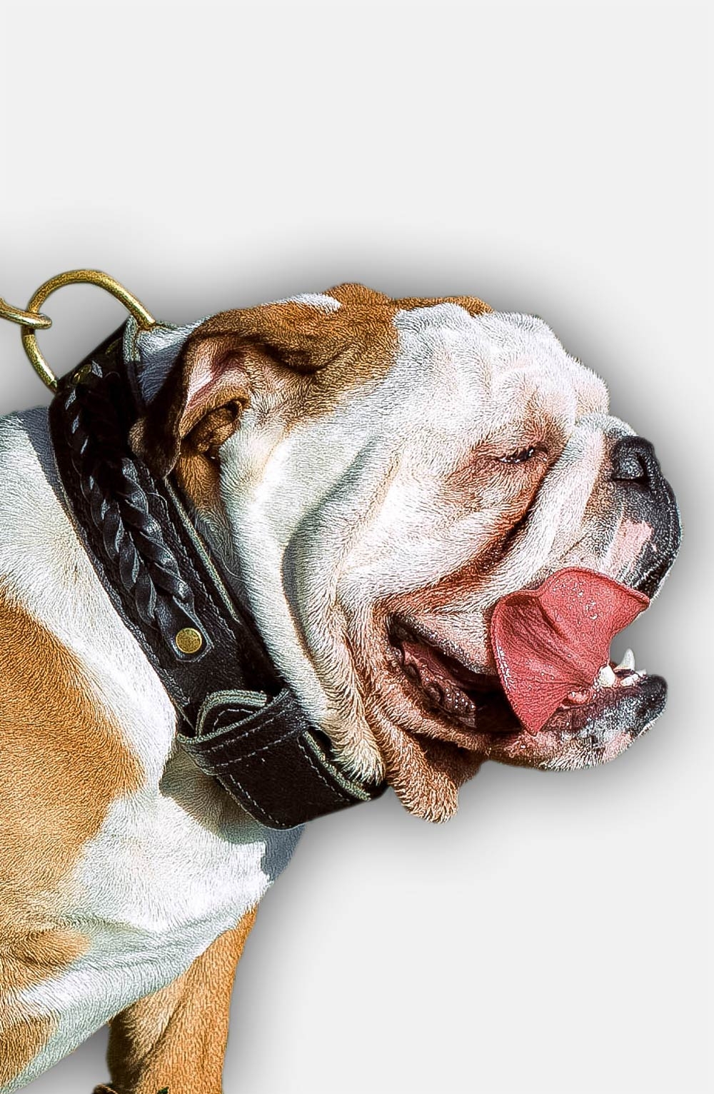 leather bulldog collar