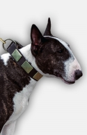 English Bull Terrier Collar with Vintage Brass Plates