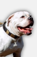 American Bulldog Collar with Vintage Brass Plates
