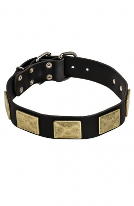 Pitbull Collar with Vintage Brass Plates