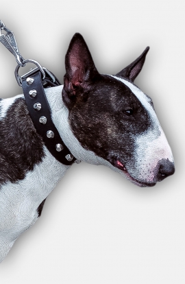 Bull Terrier Collar with Nickel-Plated Pyramids