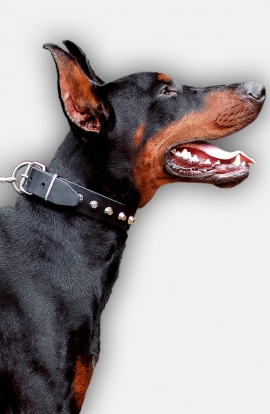 Doberman Collar with Nickel-Plated Pyramids