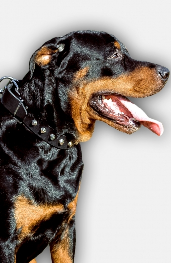 Rottweiler Collar with Nickel-Plated Pyramids