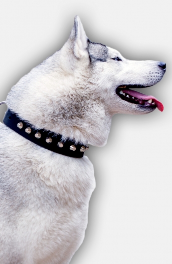 Siberian Husky Collar with Nickel-Plated Pyramids