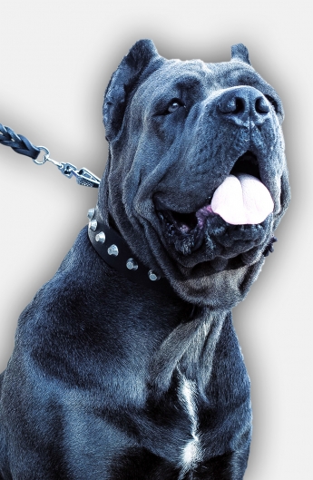 Cane corso Collar with Silver-like Pyramids