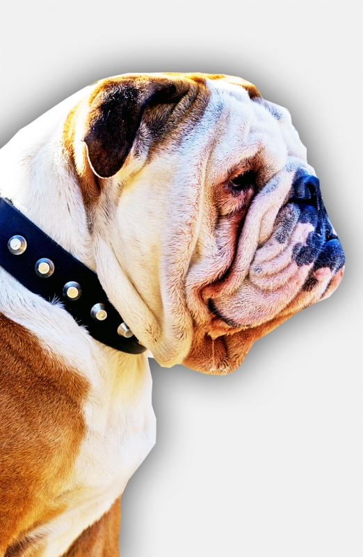 Buy English Bulldog Leather Collar with Nickel Pyramids